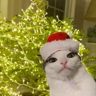 mèo noel meme 31