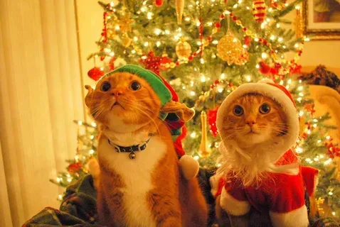 mèo noel meme 32