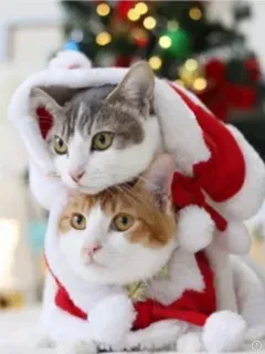 mèo noel meme 33
