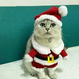 mèo noel meme 34