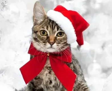 mèo noel meme 35