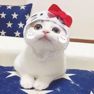 mèo noel meme 36