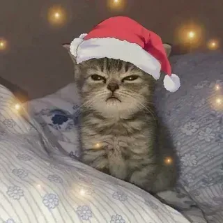 mèo noel meme 37