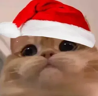 mèo noel meme 38