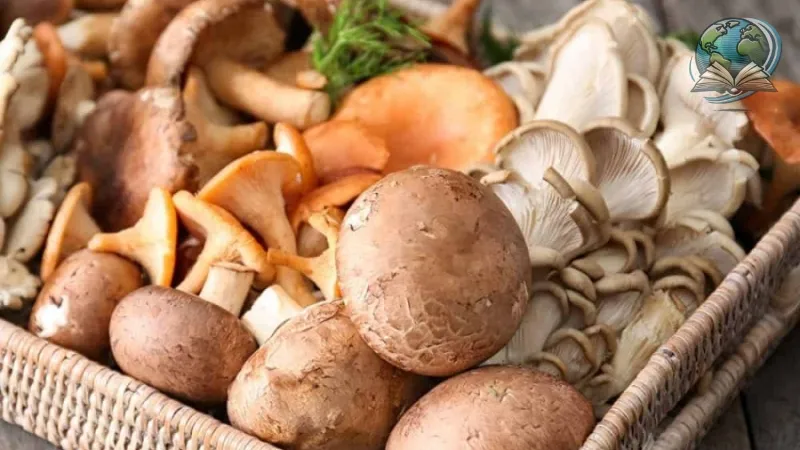 tác hại do nấm gây ra 1