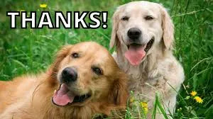 thank you meme 27