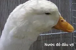 vịt meme 9