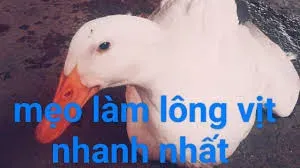 vịt meme 13
