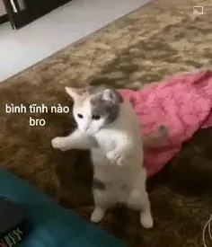 vô tri meme 10