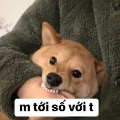 vô tri meme 13