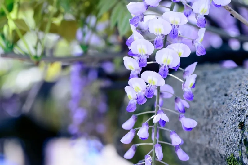 Tử đằng hoa nở rực rỡ, làm say đắm lòng người