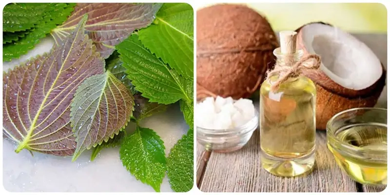 Các phương pháp làm đẹp bằng lá tía tô