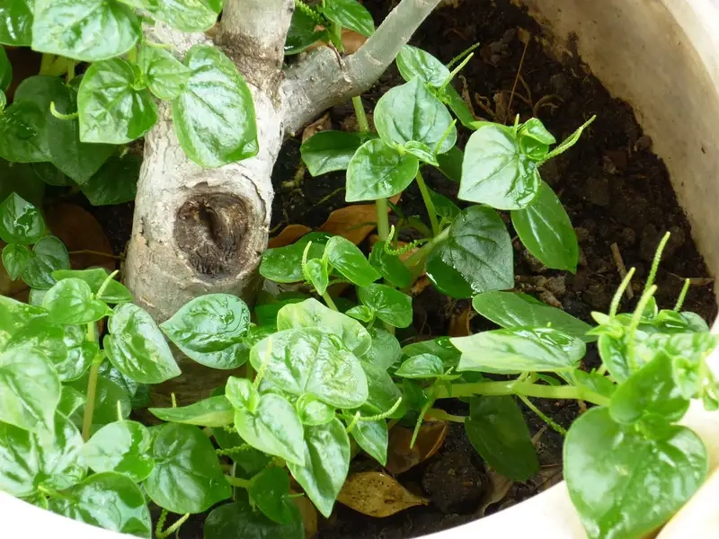 Rau càng cua là gì và giá trị dinh dưỡng