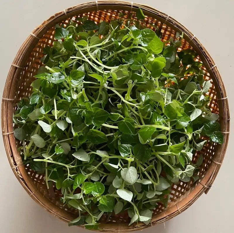 Kinh nghiệm dùng rau càng cua hiệu quả