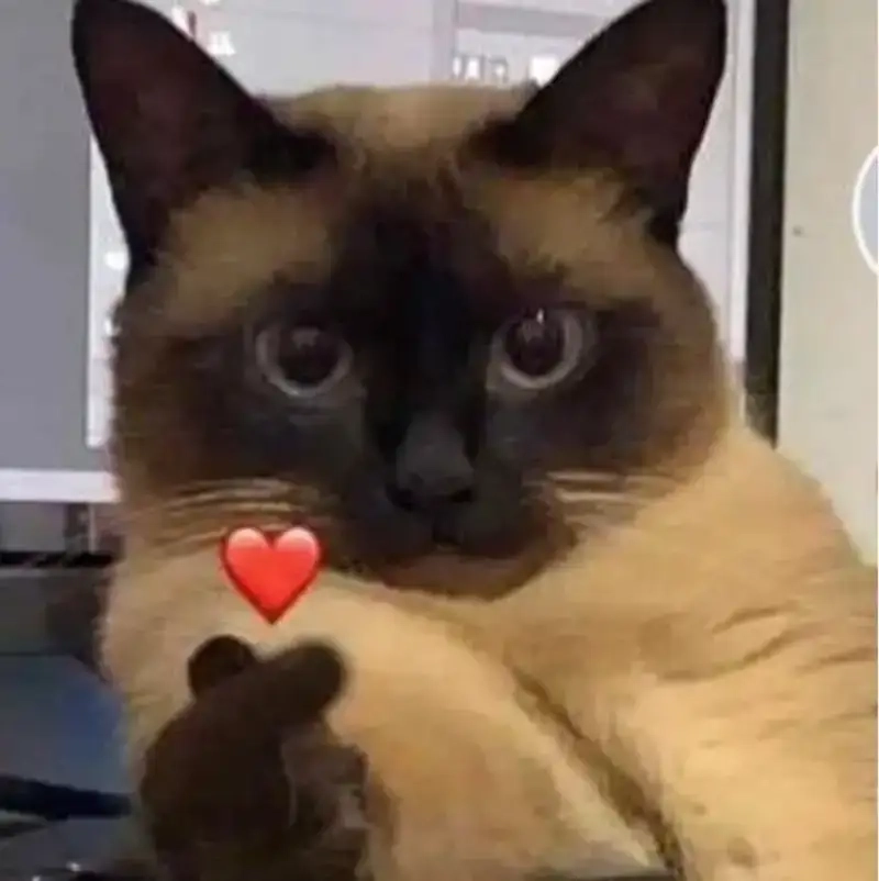 Thả like ngay bắn tim meme hot trend