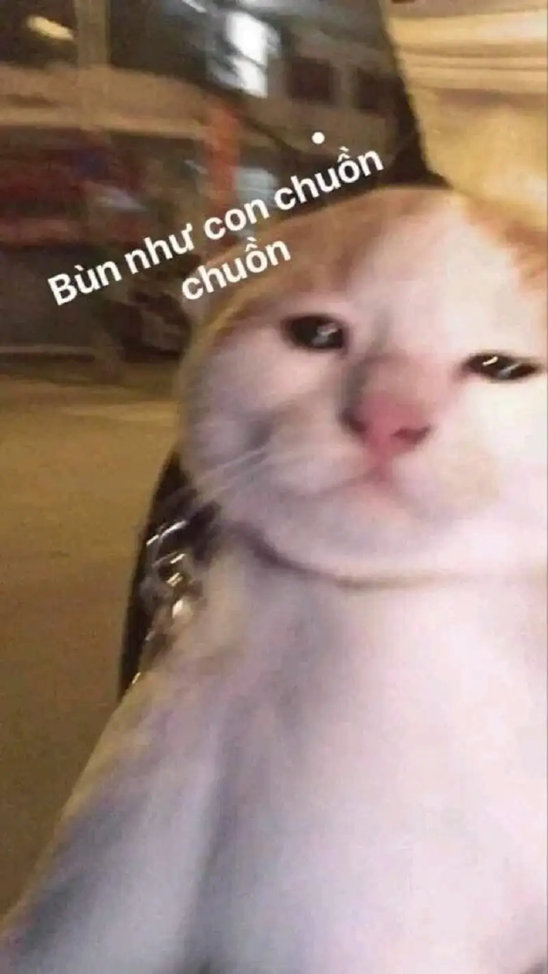 Meme buồn khiến bạn bật khóc thét giữa đêm khuya