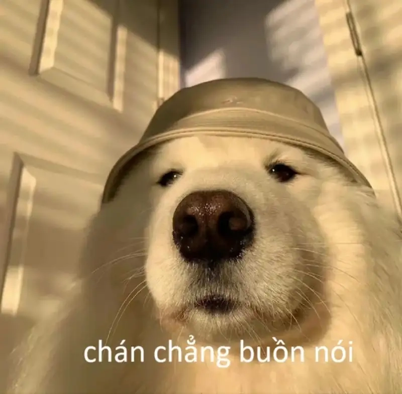 Meme chán là như thế nào