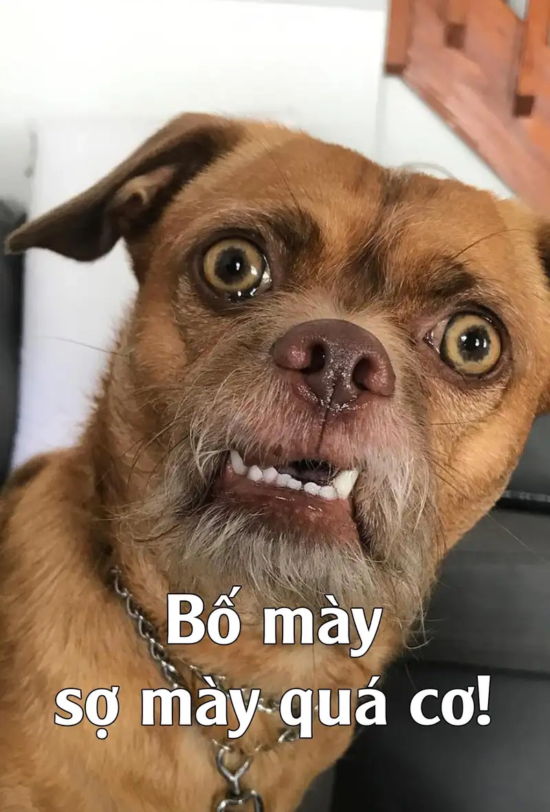 Meme con chó là như thế nào