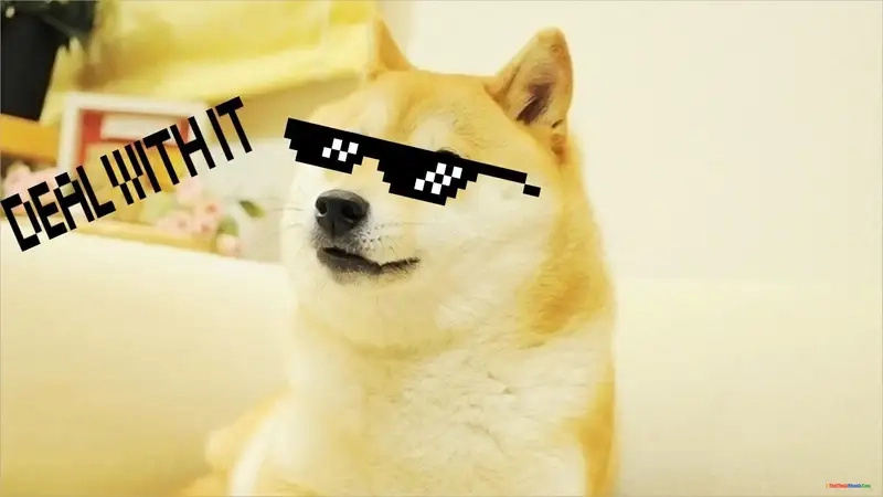 Cười sảng khoái với meme con chó nghèo khổ vui nhộn