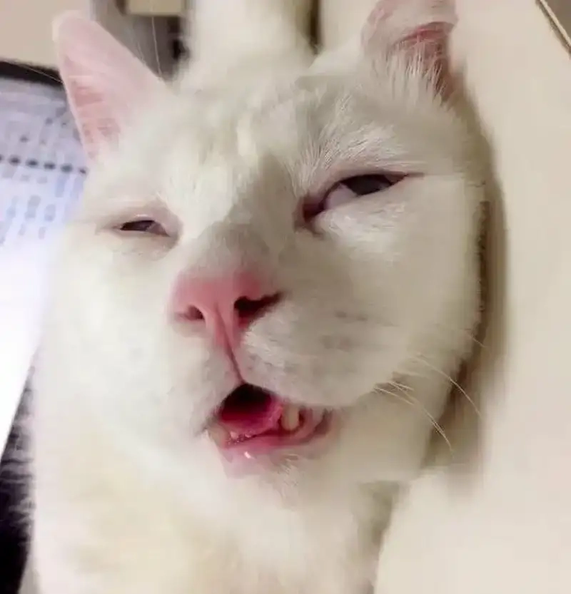 Tối nay lại mất ngủ xem meme vui cho quên buồn