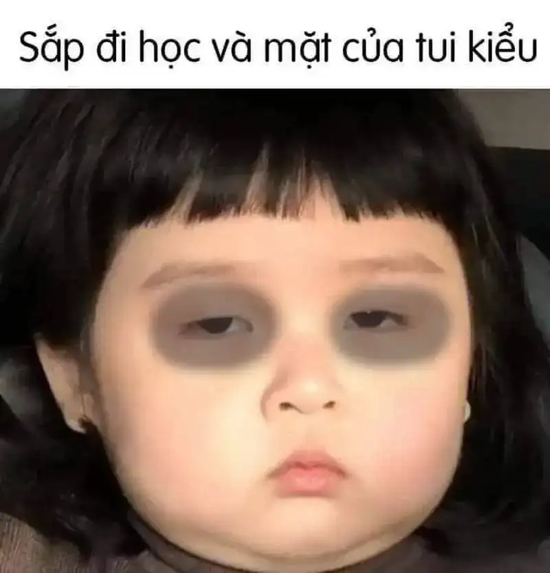 Nhìn meme mèo mất ngủ thấy thương mà vui vui