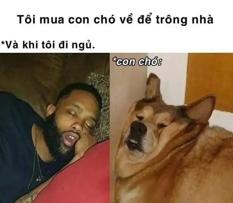 Xem meme mất ngủ cười thả ga cả đêm