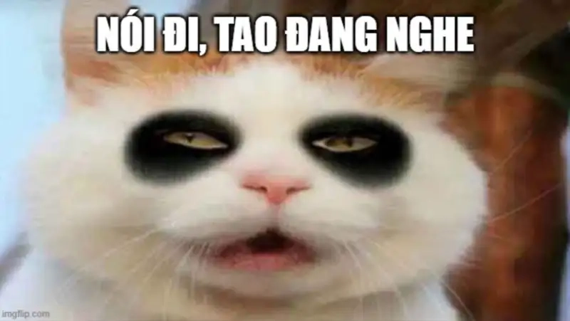 Thư giãn với meme mèo mất ngủ đáng yêu