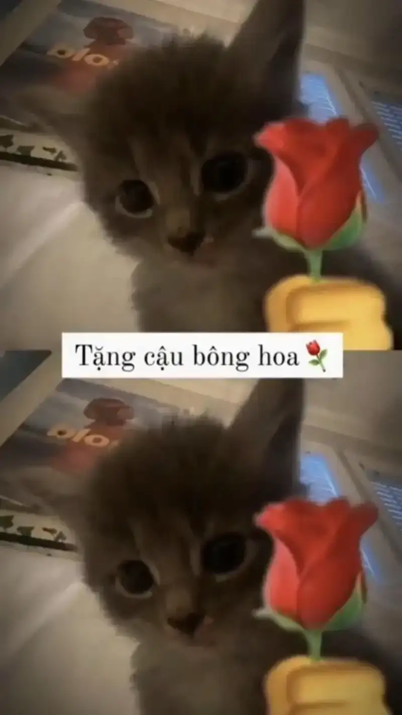 Đừng bỏ lỡ meme mèo tặng bông vui nhộn và đáng yêu