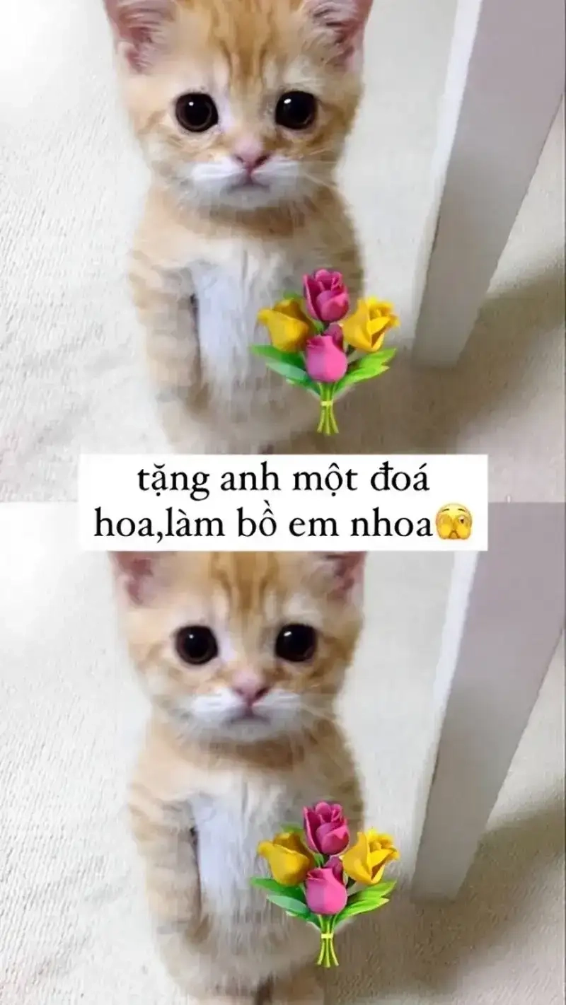Cập nhật bộ sưu tập ảnh meme con mèo tặng hoa siêu dễ thương