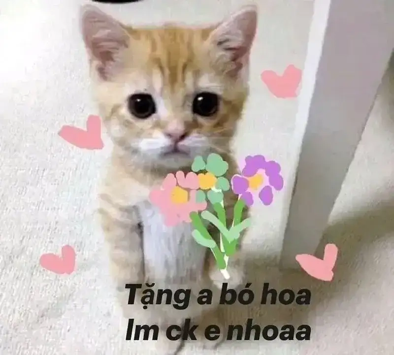 Gửi yêu thương qua meme mèo tặng hoa hồng dễ thương