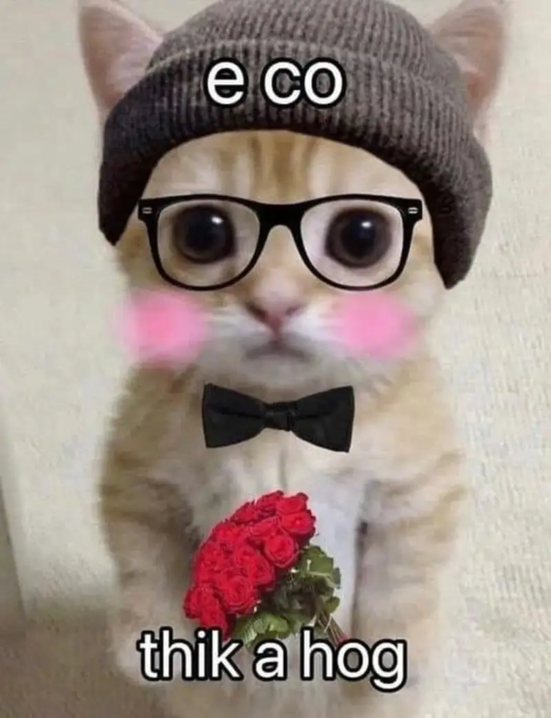 Gửi ngay niềm vui với meme tặng em bông hoa dễ thương