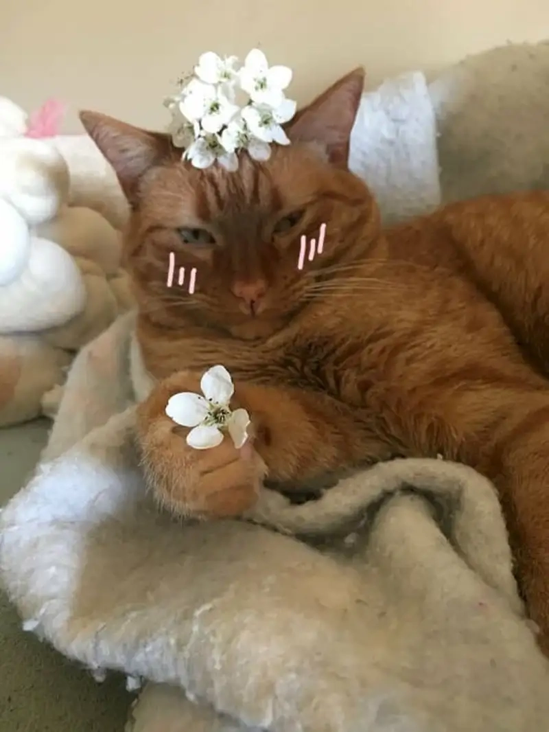 Thêm vui nhộn cho ngày của bạn với tặng hoa meme đáng yêu
