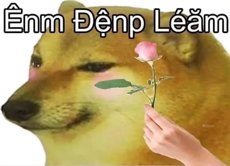 Chia sẻ tiếng cười với mèo tặng hoa meme thú vị