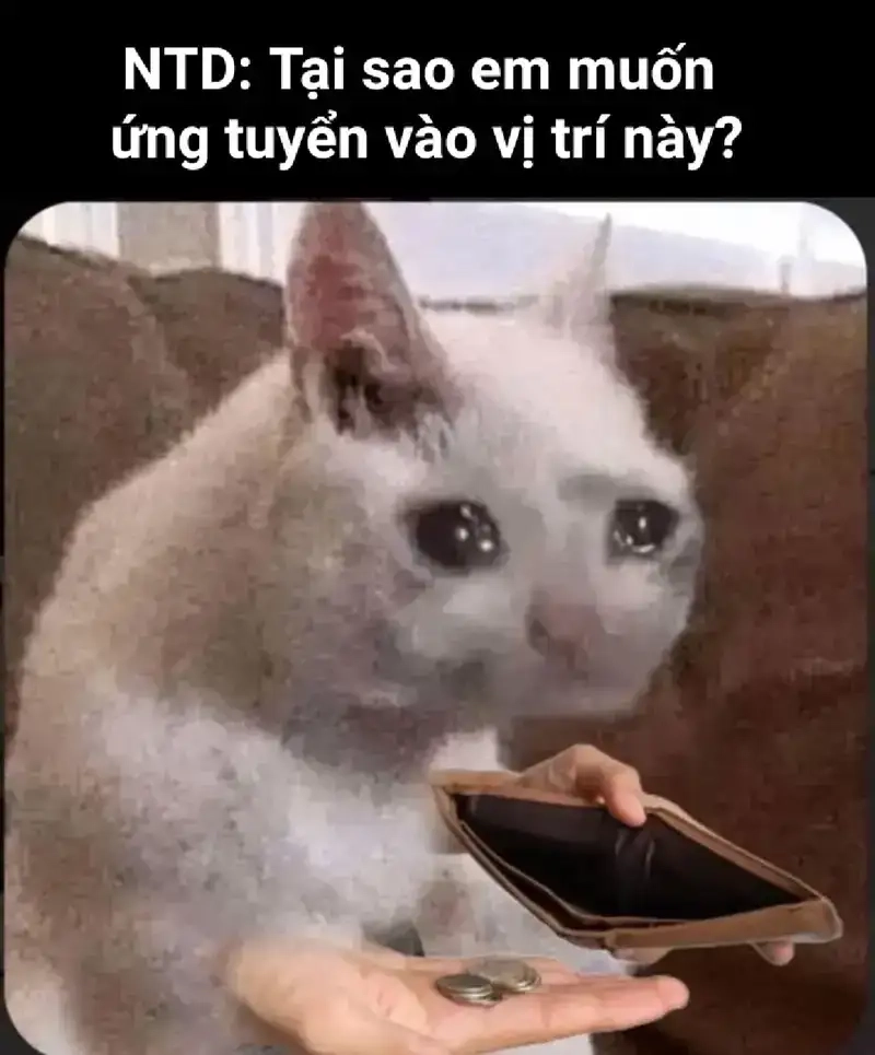 Meme mèo nghèo dễ thương chế vui lan tỏa tiếng cười