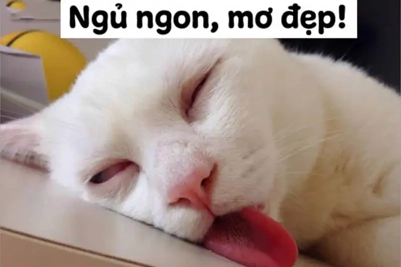 Meme ngủ gật là như thế nào