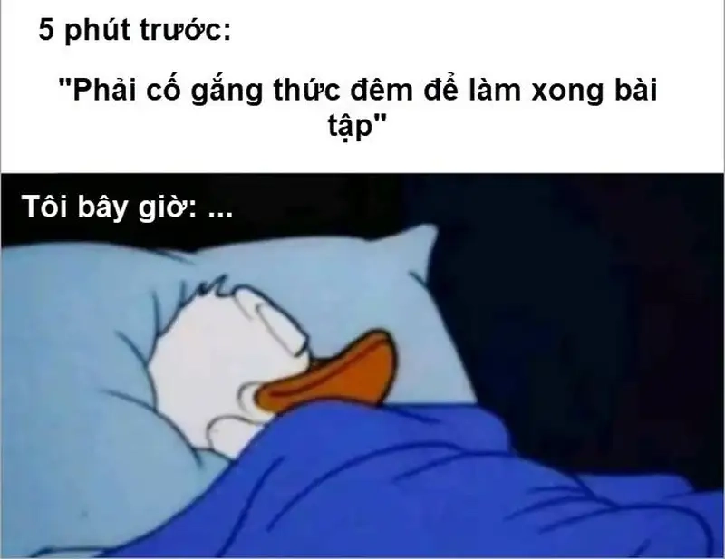Khám phá ngay những hình ảnh ngủ meme được yêu thích