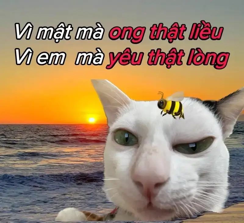 Meme thả tim siêu hài hước khiến ai cũng thích