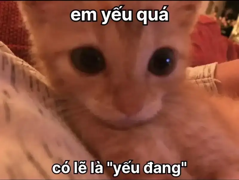 Meme thả thính làm ngày của bạn thêm vui