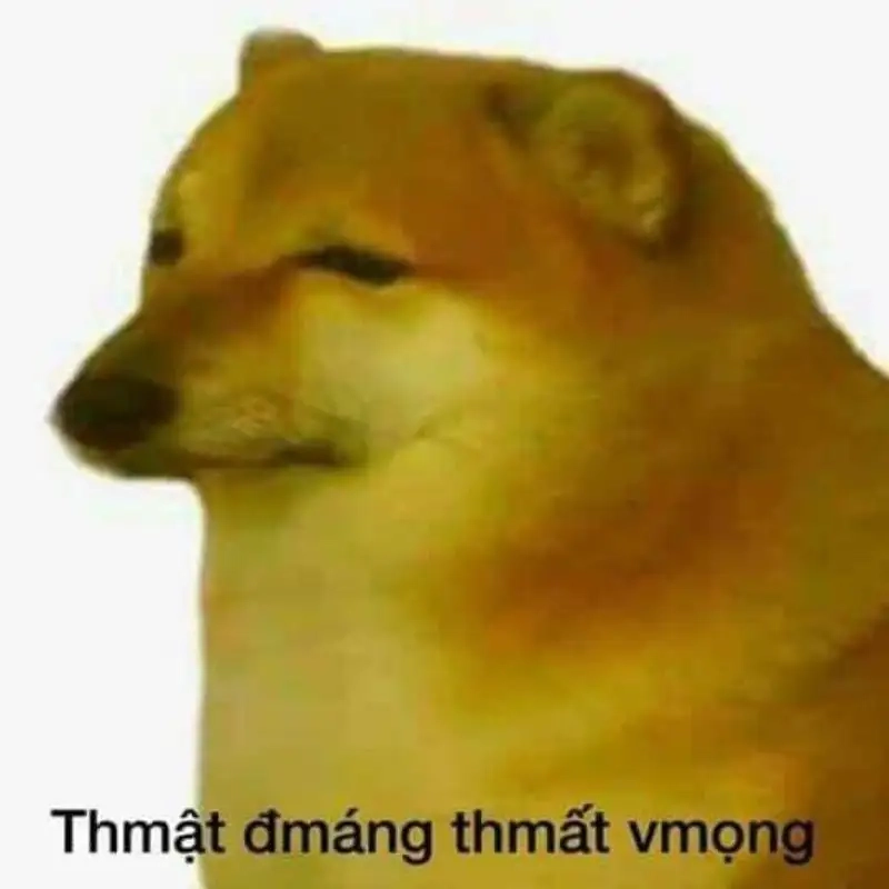 Xem ngay meme mèo thất vọng đáng yêu và hài hước