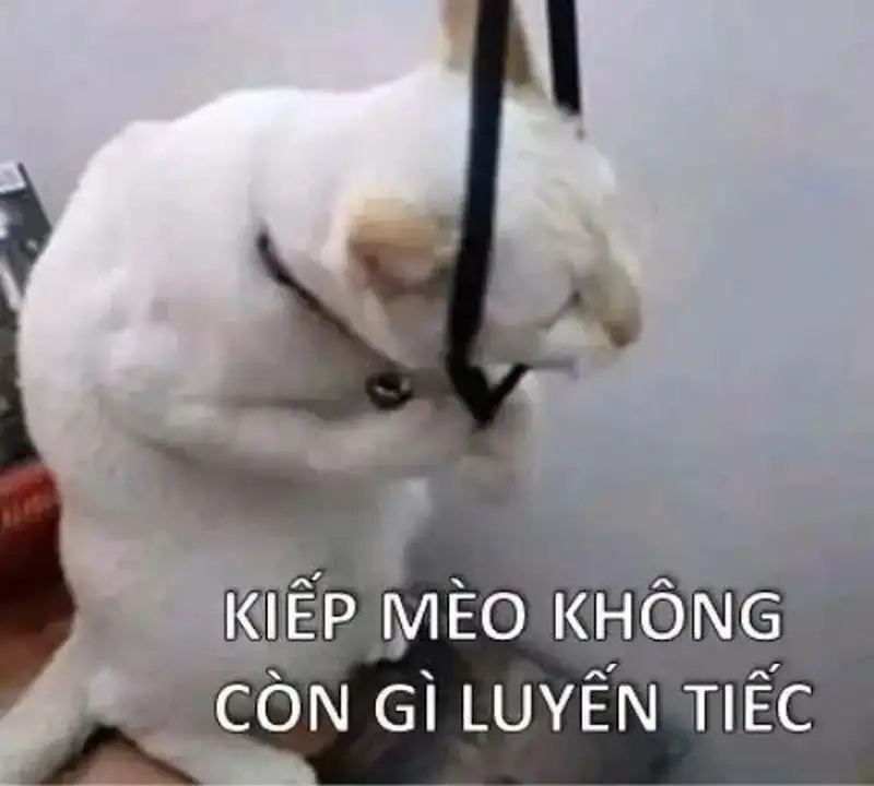Meme mèo trầm cảm dễ thương mà vẫn sâu sắc