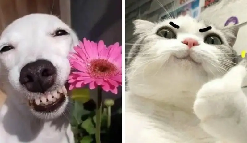 Giải trí mỗi ngày cùng ảnh mèo meme vô tri