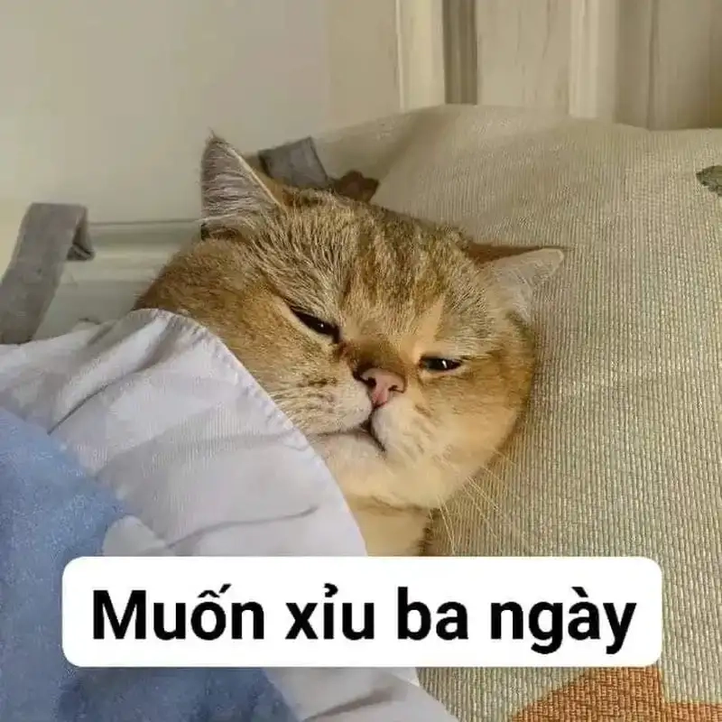 Chia sẻ meme xỉu qua ảnh meme ngất xỉu