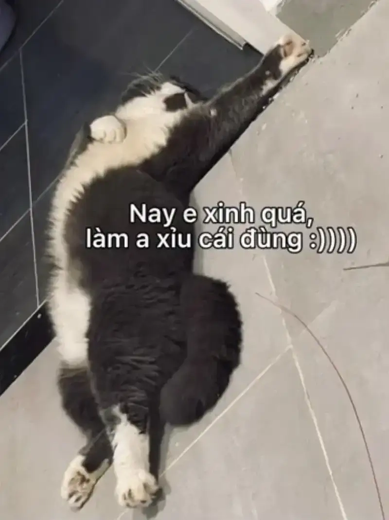 Thích thú với meme xỉu meme mèo xỉu dễ thương