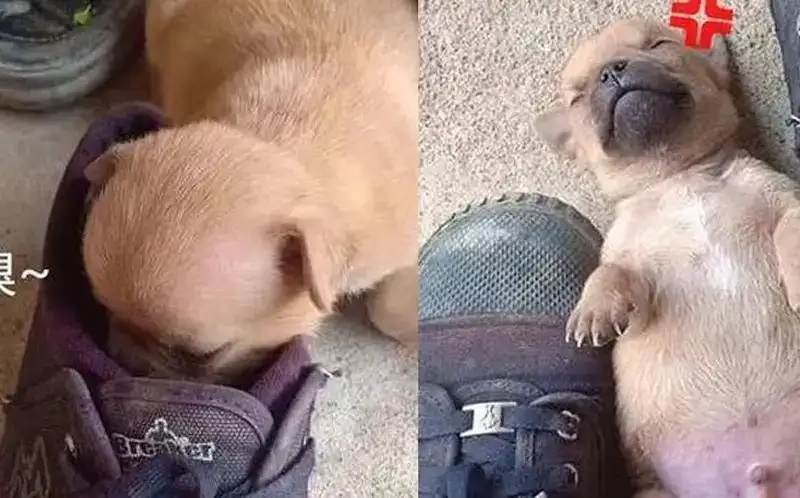 Hài hước cực độ với meme xỉu dễ thương xỉu