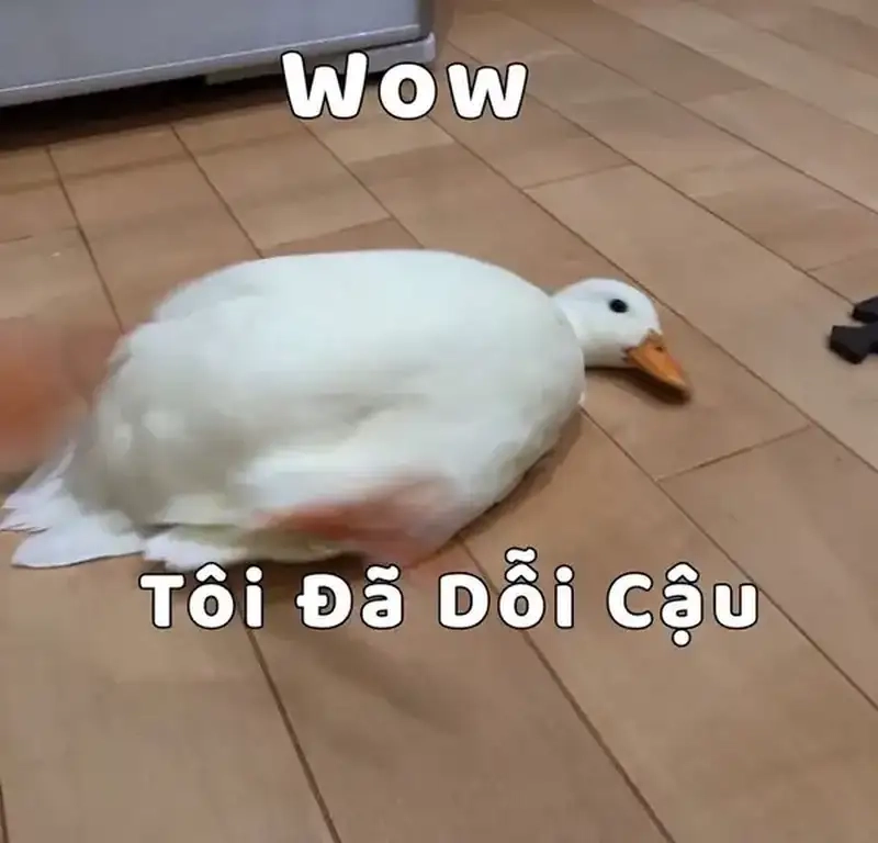 Trải nghiệm meme xỉu meme té xỉu vui nhộn