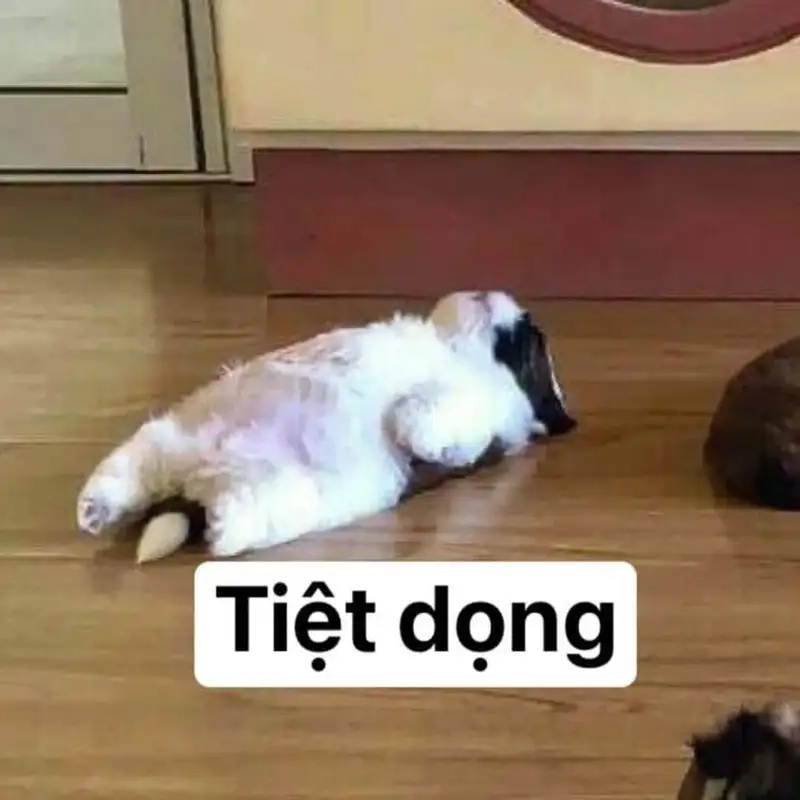 Thưởng thức meme xỉu cực hài với meme xĩu ngang