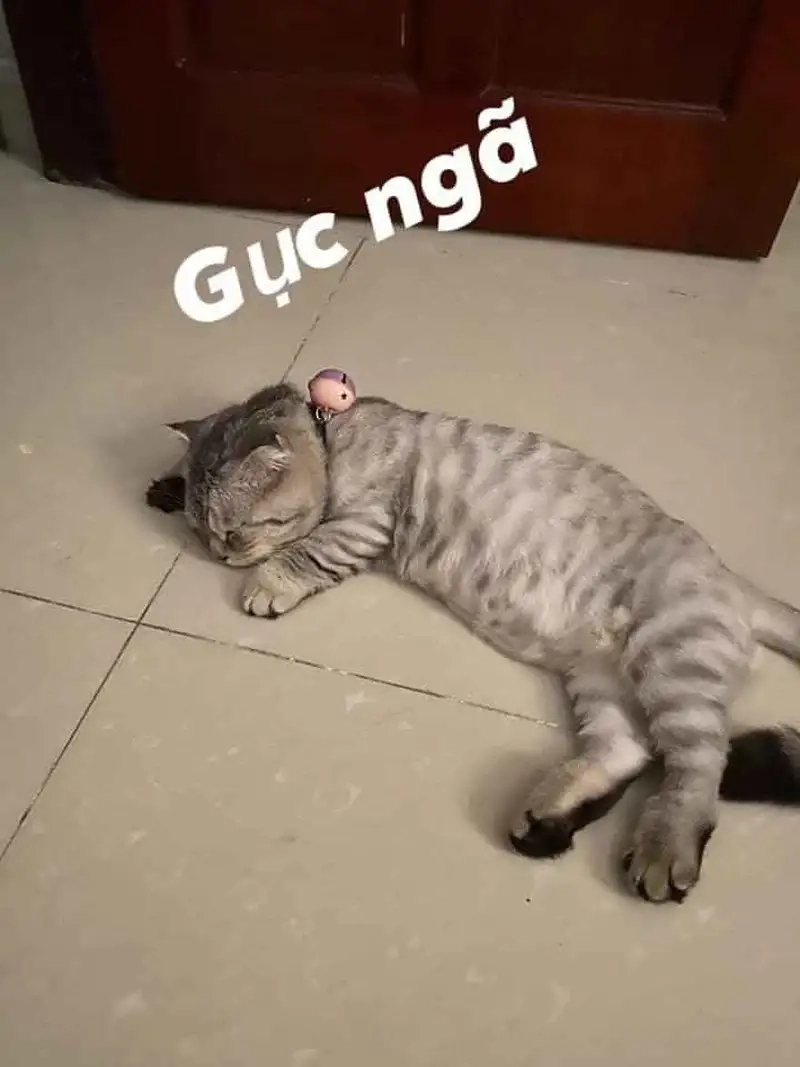 Khám phá meme xỉu qua ảnh meme ngất xỉu