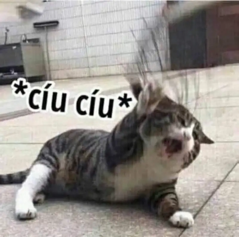 Xem ngay meme xỉu đáng yêu meme mèo xỉu