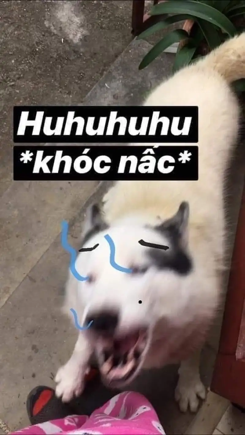Bật cười với meme xỉu meme mèo xỉu ngang