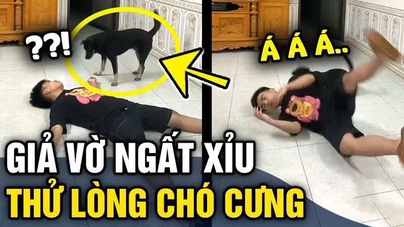 Cười thả ga với meme xỉu meme dễ thương xỉu